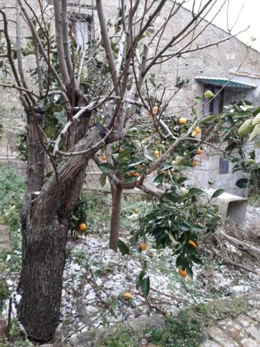 Apartamento La Casetta Di Sofi