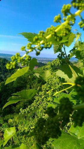 Hostal Seven Suites Pieve