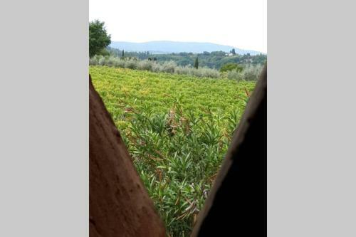 La Capannina Poggibonsi