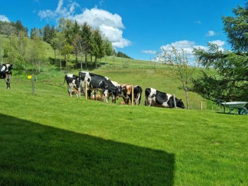Apartamentos Ferienwohnung Schwarzwald-alpenblick