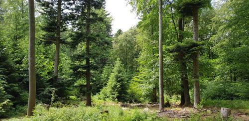 Apartamento Fewo Krehberg
