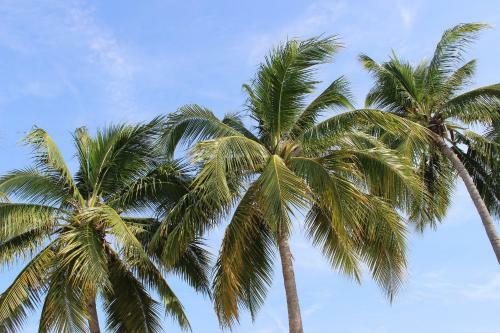 Bed & Breakfast Villa Le Tre Palme