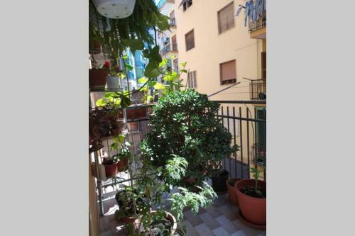 Apartamento Verde Centrale Home