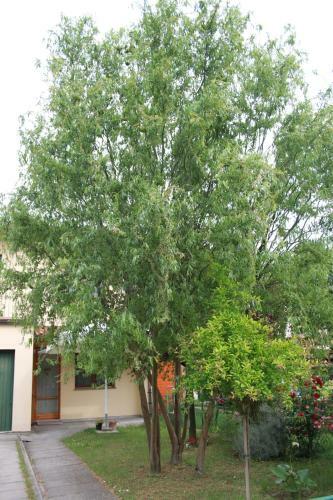 Bed & Breakfast I Salici Di Laura