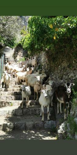 Goat Path