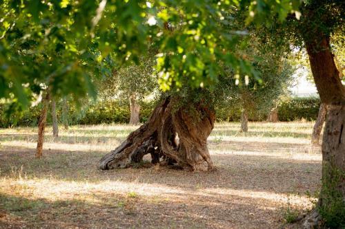 Tenuta Ulivi