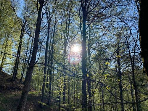 Raimund Apartments Winterberg Sauerland