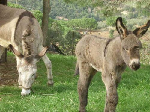 Agroturismo Agriturismo Le Serre