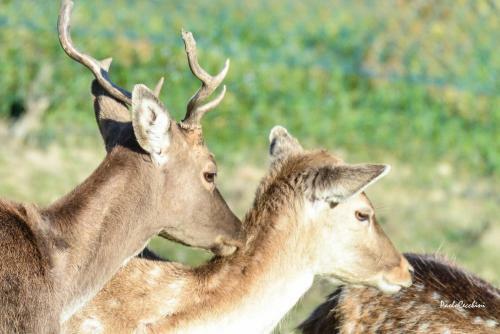 Bed & Breakfast Casale Marcantonio