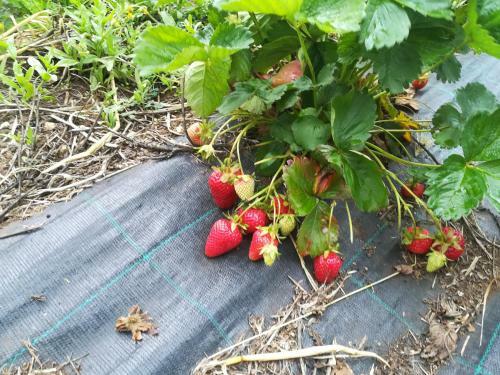 Agroturismo Tenuta Tedone Consolini