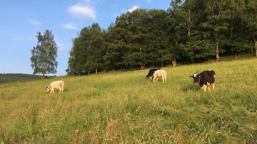 Hostal Pension Zum Rothaarsteig