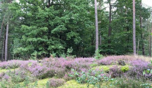 Apartamento Ferienhof Timmerloher Heide