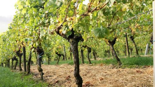 Apartamento Weinhof Grosch