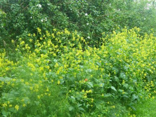 Apartamento Haubarg Pern�rhof