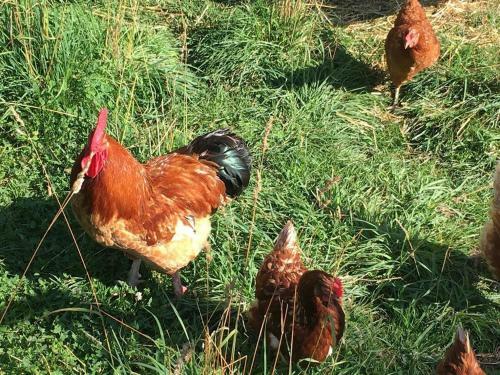 Agroturismo Ferienhof Weber Nieratz