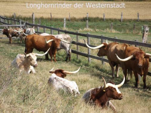 Apartamento Harzhaus Fewo Gartenblick