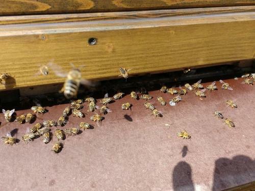 Bienenwagen Der Naturheilpraxis Melchger