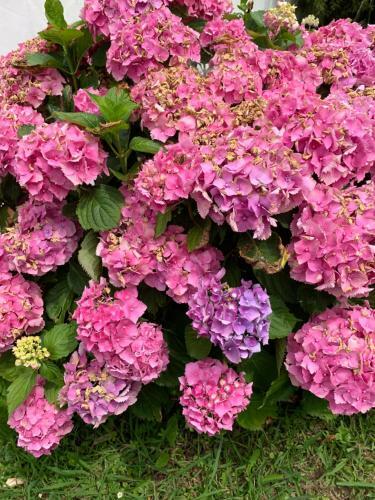 Villa Les Hortensias B&B