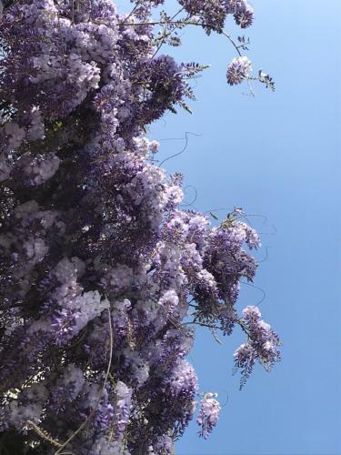Apartamento Foresterie Magnolia
