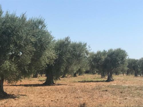 Casette Nel Borgo