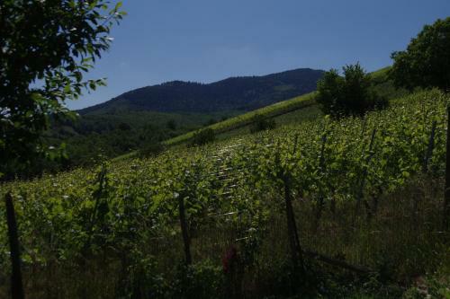 G�te de Charme Au Coeur Du Vignoble Alsacien