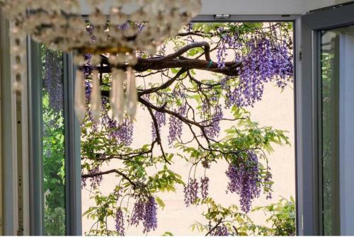 Apartamento Wisteria House
