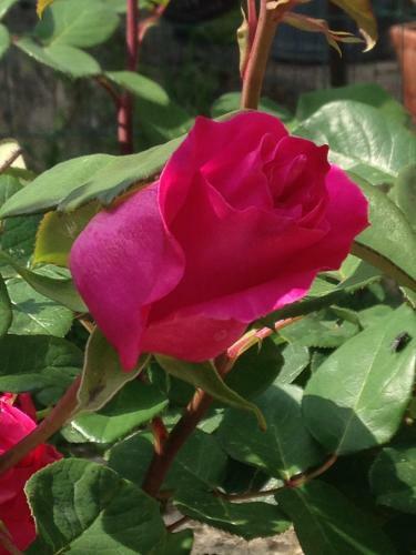 Bed & Breakfast Jardin D'arcy