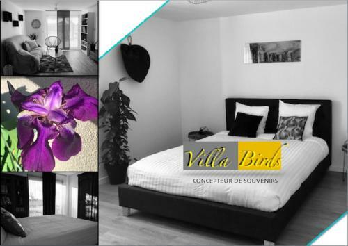Villa Birds