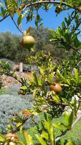 B&B Il Giardino