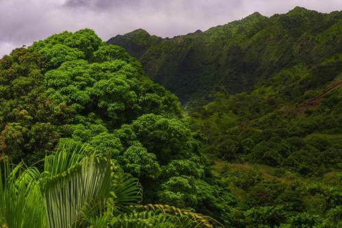 Hale Ho'o Maha Bed And Breakfast