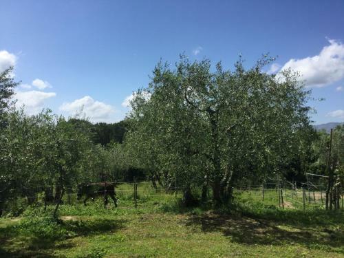 B&B Alloro