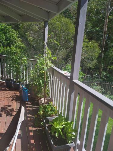 Near To Everything Yet In A Rainforest Setting