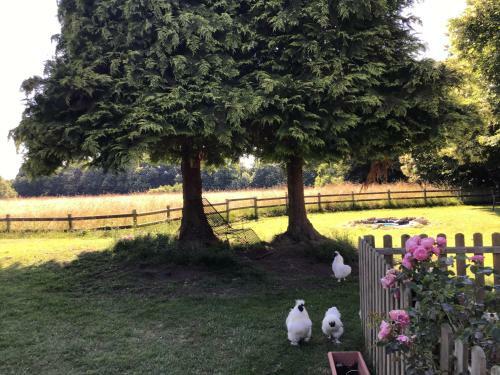 Bed & Breakfast La Ville - Les Petits Champs