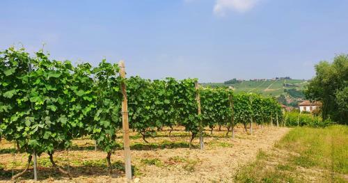 Bed & Breakfast La Collina Di Romana