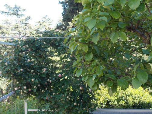 Bed & Breakfast La Vecchia Locanda