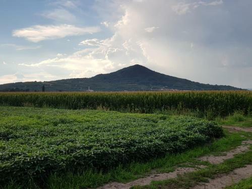 Nella Natura Del Parco Dei Colli Euganei