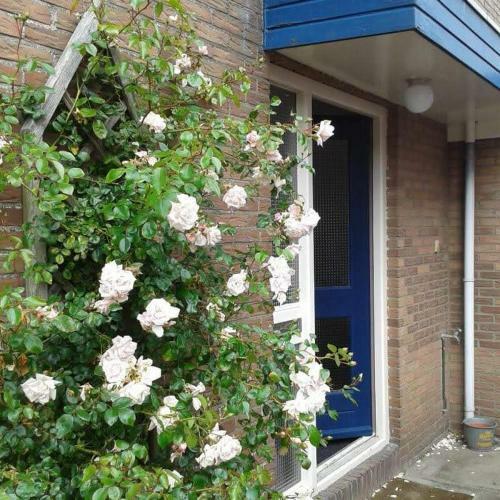 Bed & Breakfast Agterdekoog