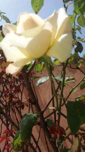 Hostal Casa Delle Rose