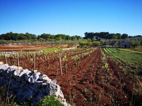 Apartamento Dimora Verde B Con Trullo Masseria Poesia