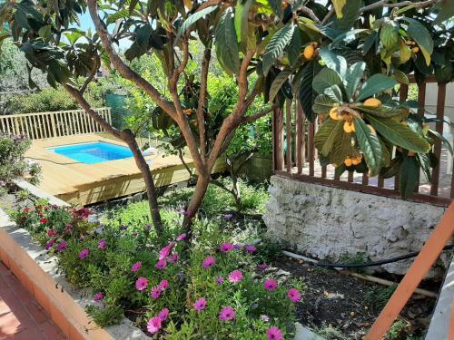 Carrubo - Giardino In Citt�