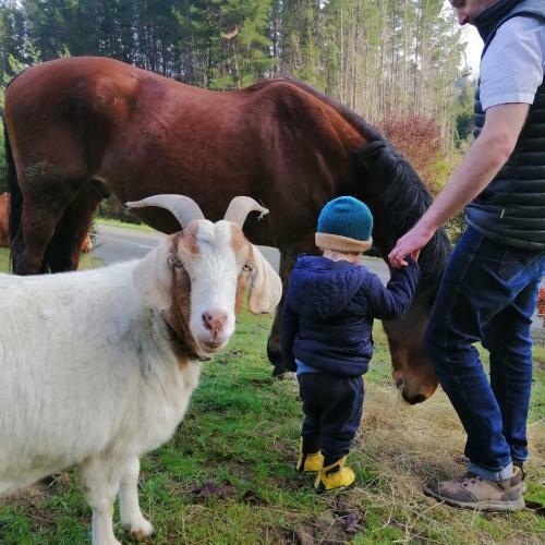Beech Hill - Pet Friendly Holiday Home
