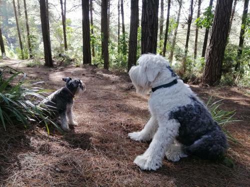 Beech Hill - Pet Friendly Holiday Home