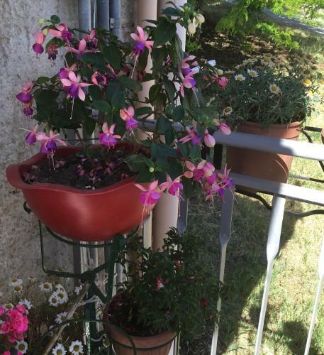 Apartamento Hibiscus Casavacanza