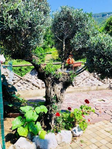 Bed & Breakfast Agriturismo A Do' Cumparone