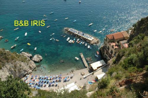 B&B Iris