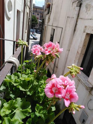 Rosa's House