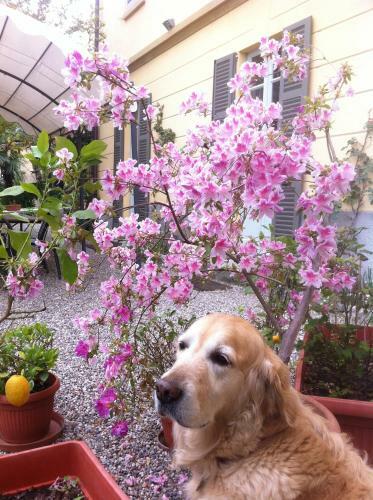 Bed & Breakfast Villa Corti