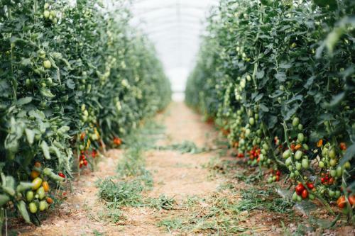 Agroturismo Agriturismo Il Querciolo