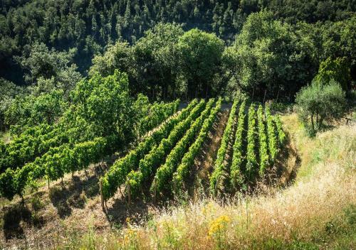 Villa Montemaggio By Mc Luxury Rentals