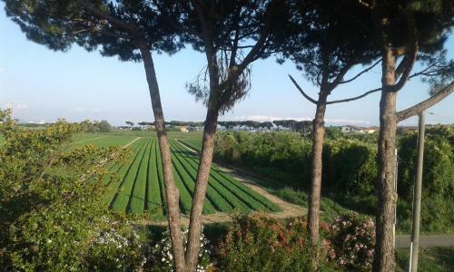 Hostal B&B Il Limone